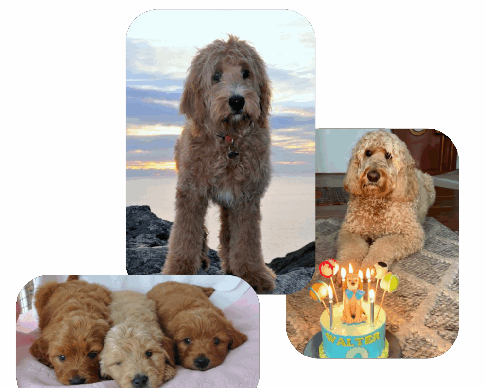 Copy of Untitled (465 x 750 px) (750 x 465 px) (5)